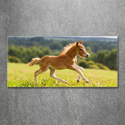 Acrylic print Foal at a gallop