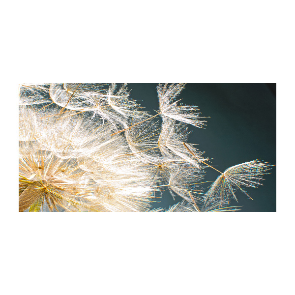 Acrylic wall art Dandelion seeds