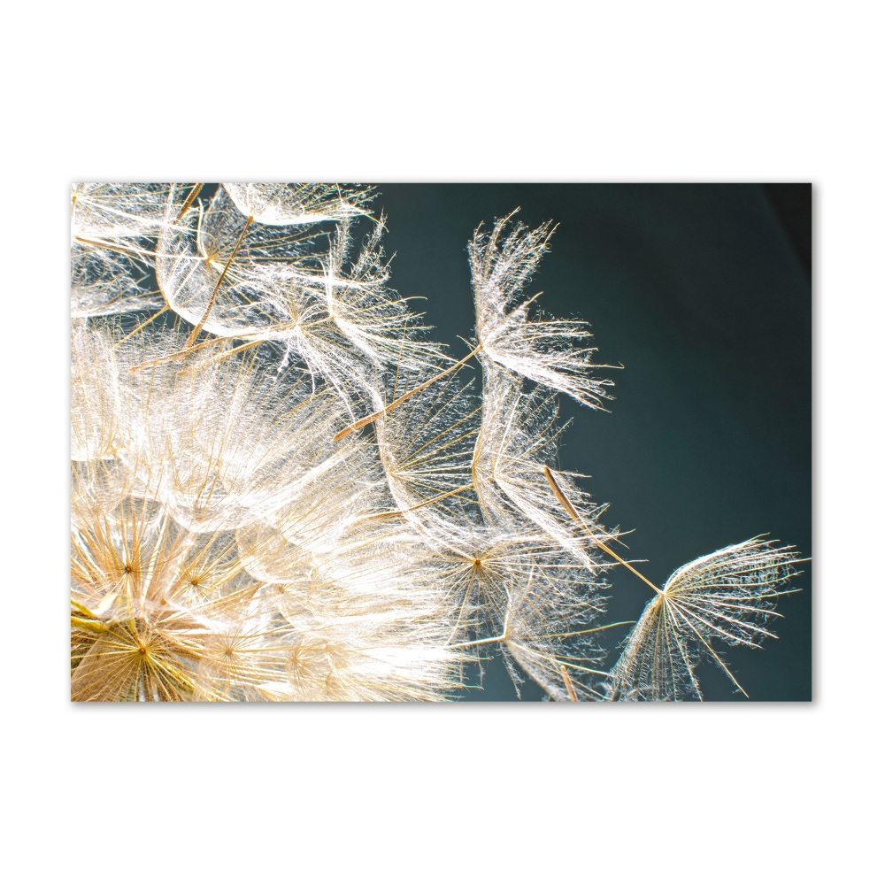 Acrylic wall art Dandelion seeds