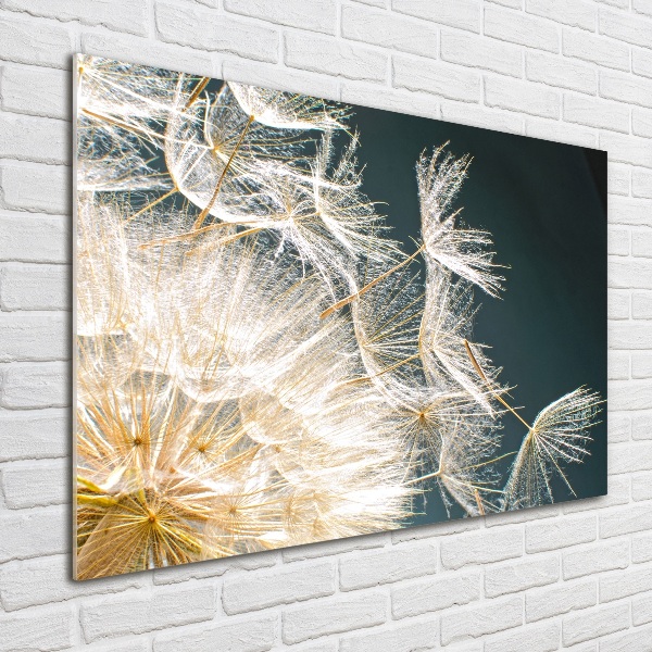 Acrylic wall art Dandelion seeds