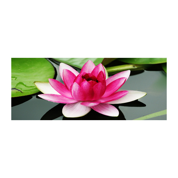 Acrylic wall art water lily