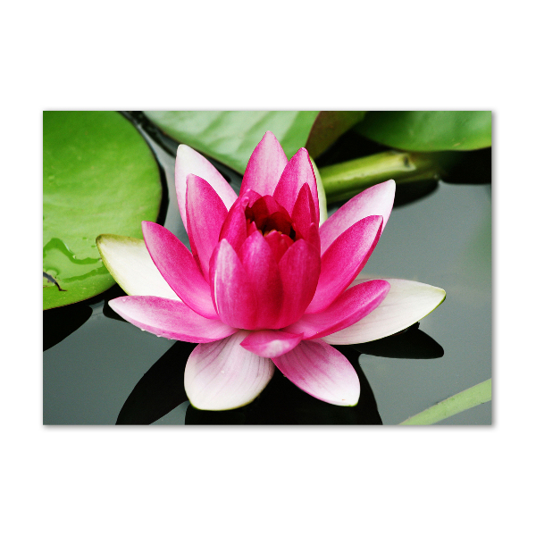 Acrylic wall art water lily