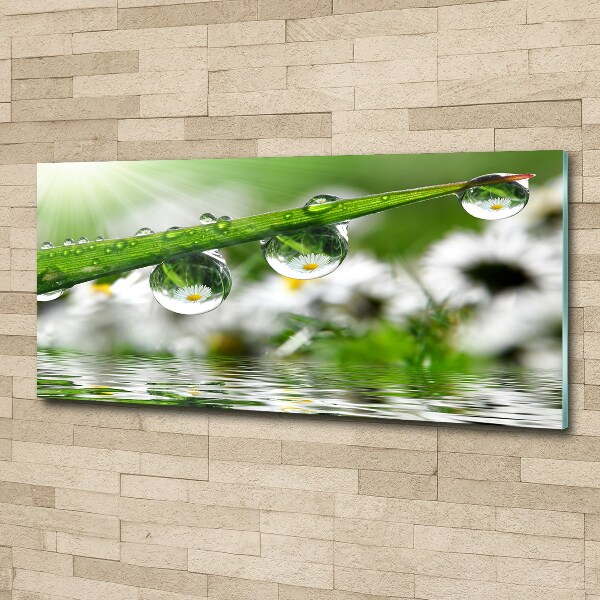 Wall art acrylic Drops on the grass