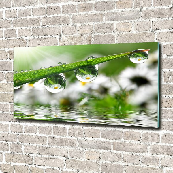 Wall art acrylic Drops on the grass