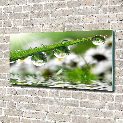 Wall art acrylic Drops on the grass