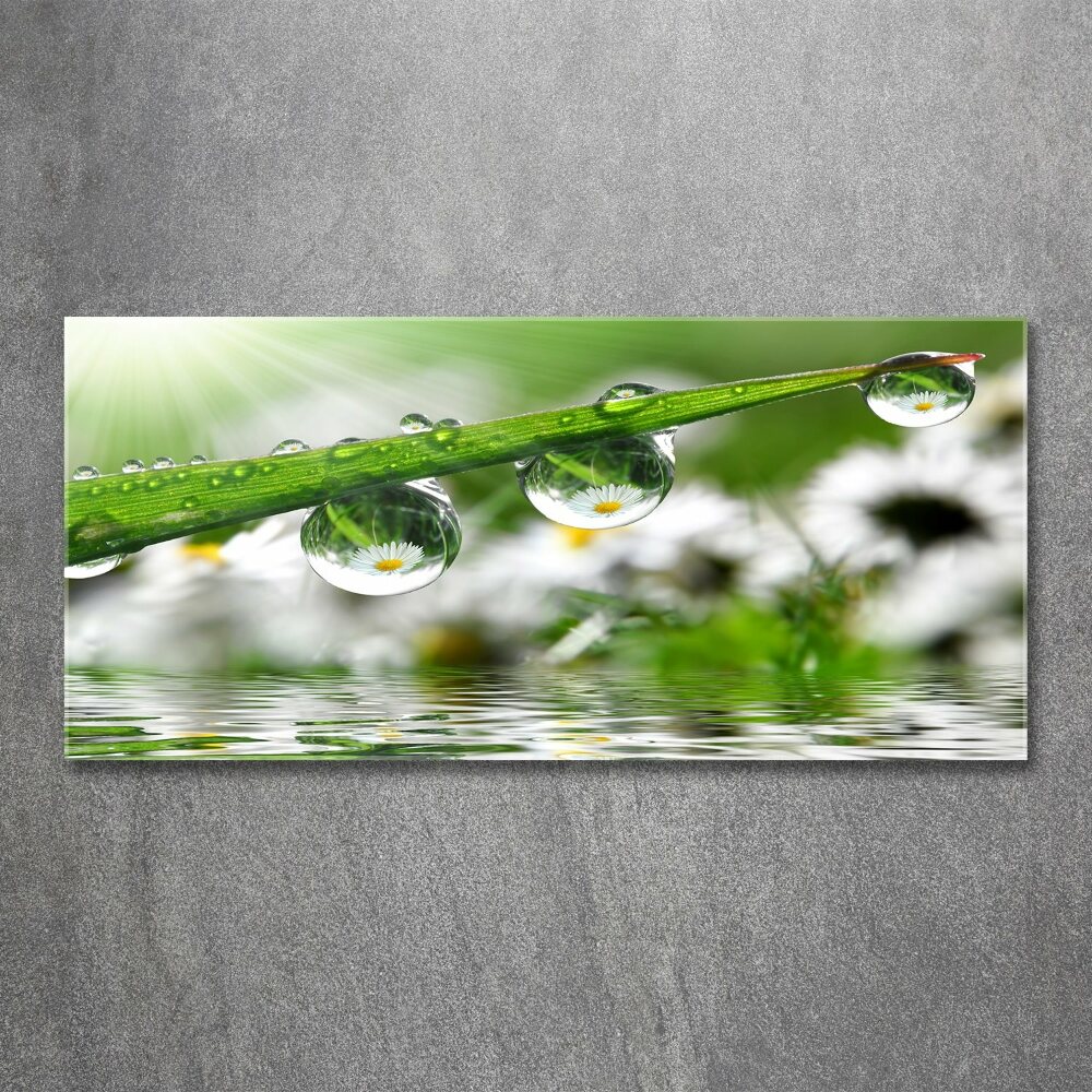 Wall art acrylic Drops on the grass