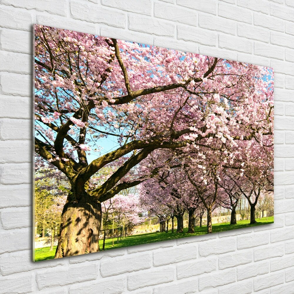 Print on acrylic Cherry trees