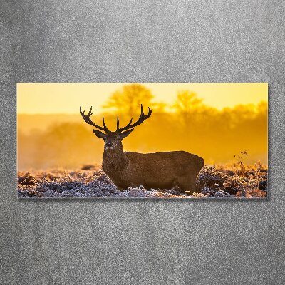 Print on acrylic Deer sunrise