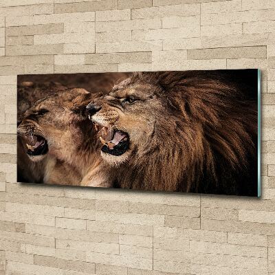 Print on acrylic Roaring lions