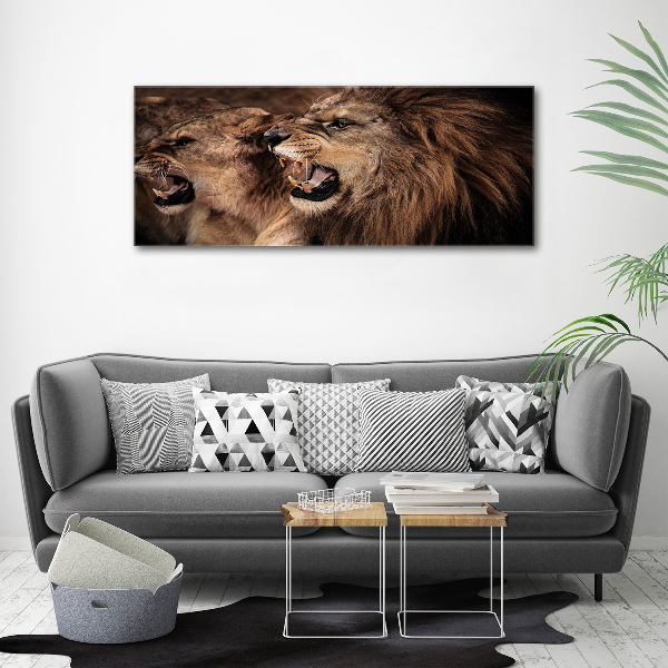 Print on acrylic Roaring lions