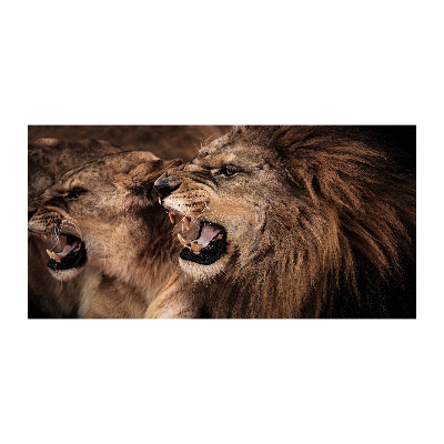 Print on acrylic Roaring lions