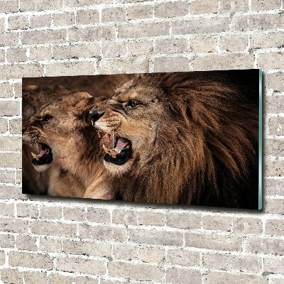 Print on acrylic Roaring lions