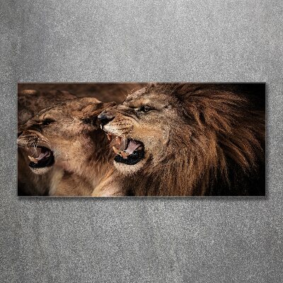 Print on acrylic Roaring lions