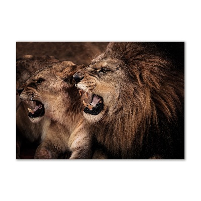 Print on acrylic Roaring lions