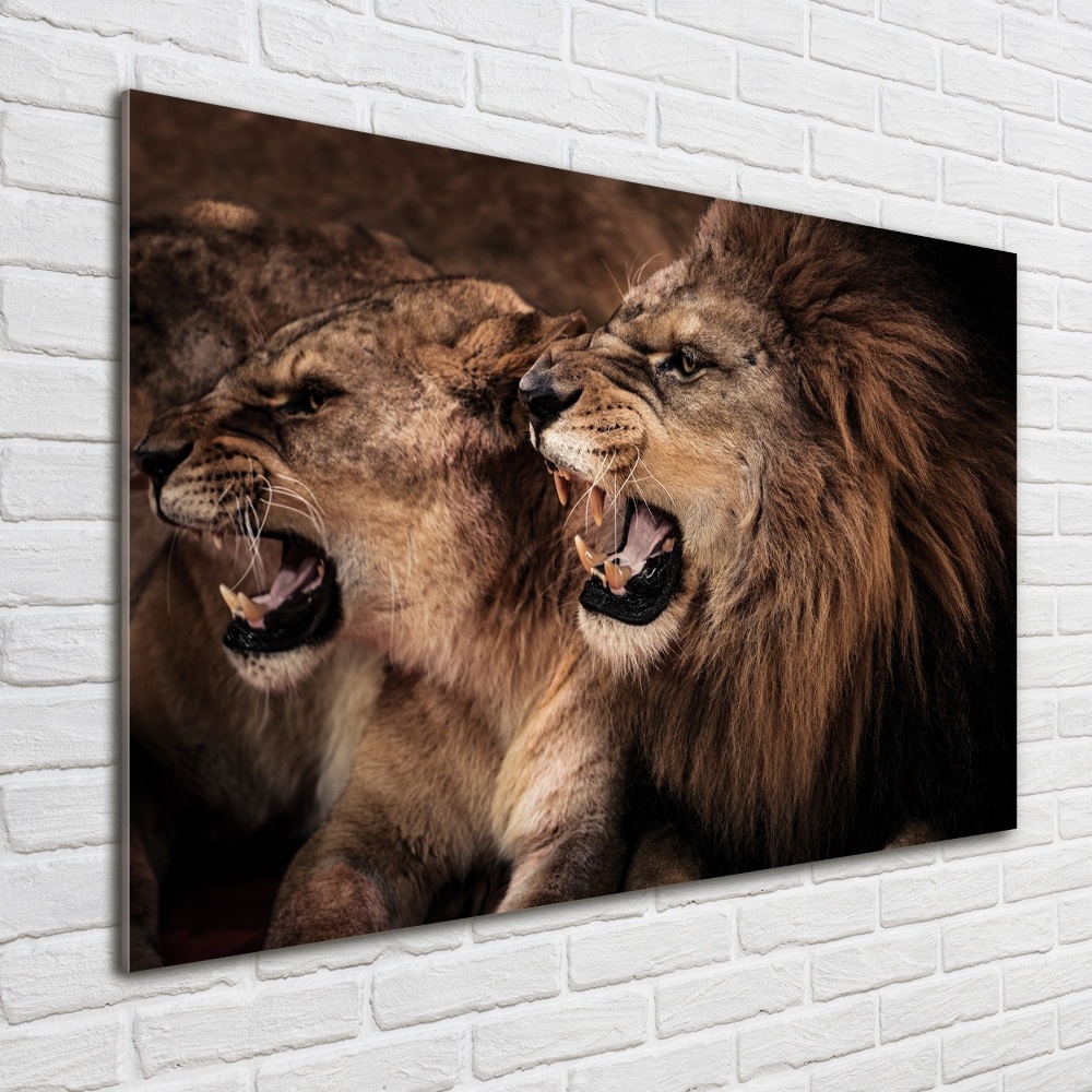 Print on acrylic Roaring lions