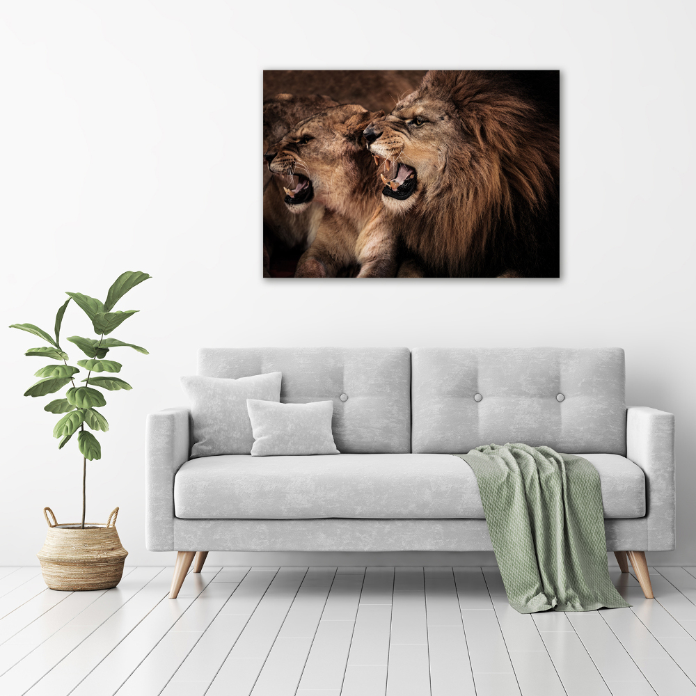 Print on acrylic Roaring lions