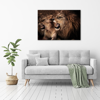 Print on acrylic Roaring lions