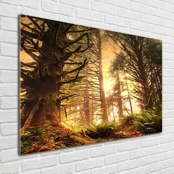 Print on acrylic the rainforest