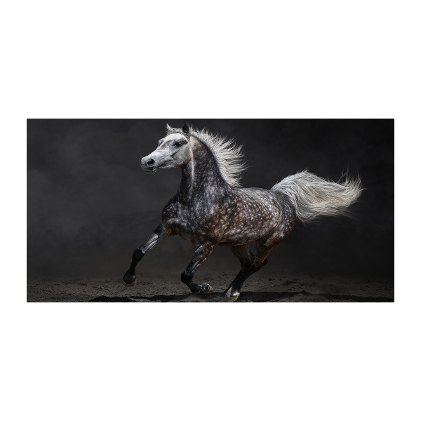 Print on acrylic Gray Arabian horse