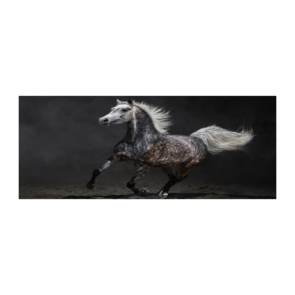 Print on acrylic Gray Arabian horse