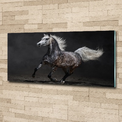 Print on acrylic Gray Arabian horse