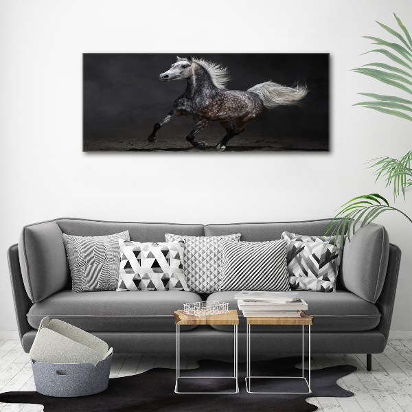 Print on acrylic Gray Arabian horse