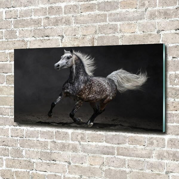 Print on acrylic Gray Arabian horse