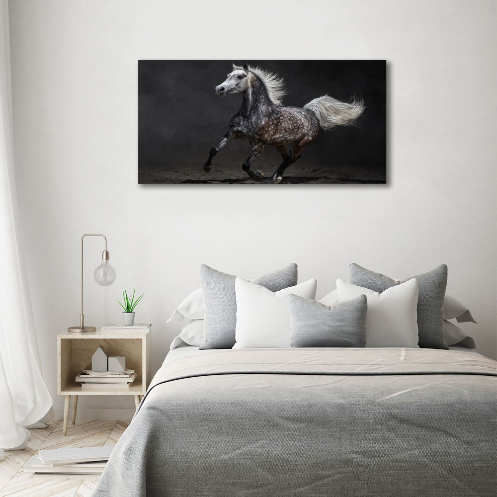 Print on acrylic Gray Arabian horse