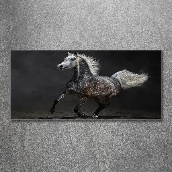 Print on acrylic Gray Arabian horse