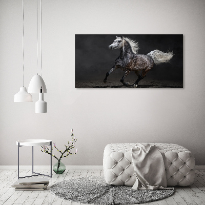 Print on acrylic Gray Arabian horse