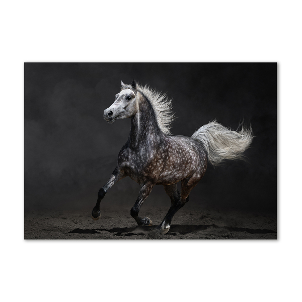 Print on acrylic Gray Arabian horse