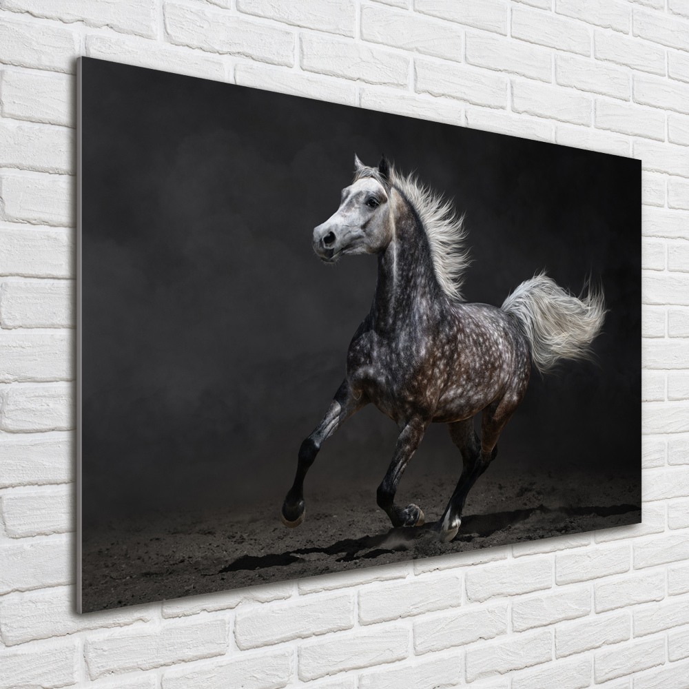 Print on acrylic Gray Arabian horse