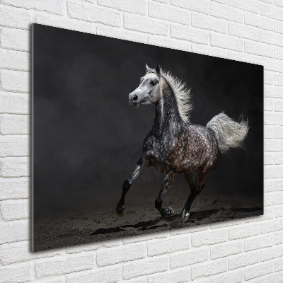 Print on acrylic Gray Arabian horse