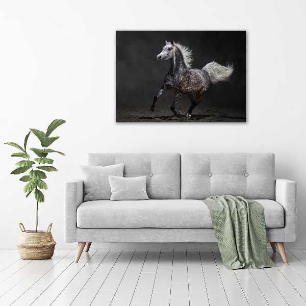 Print on acrylic Gray Arabian horse