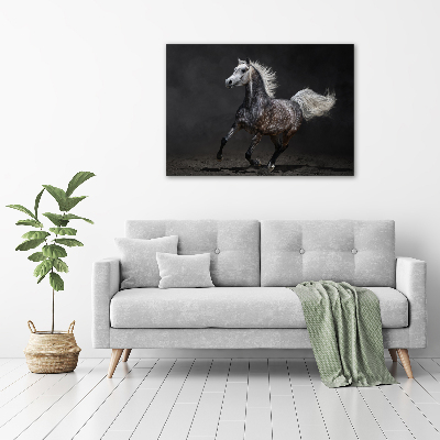 Print on acrylic Gray Arabian horse