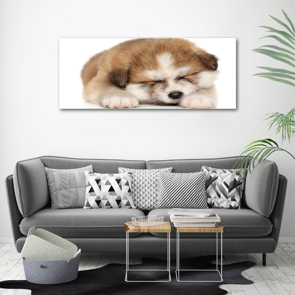 Print on acrylic Akita puppy