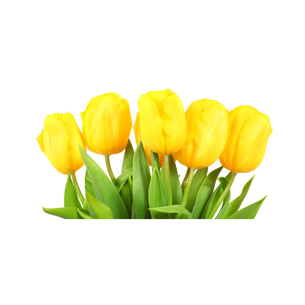 Wall art acrylic Yellow tulips