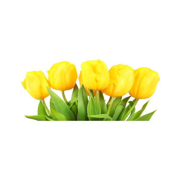 Wall art acrylic Yellow tulips