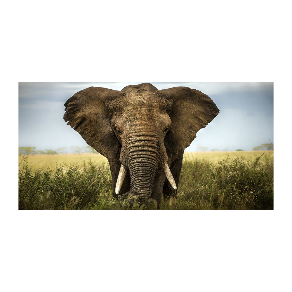 Acrylic wall art Elephant in the savanna