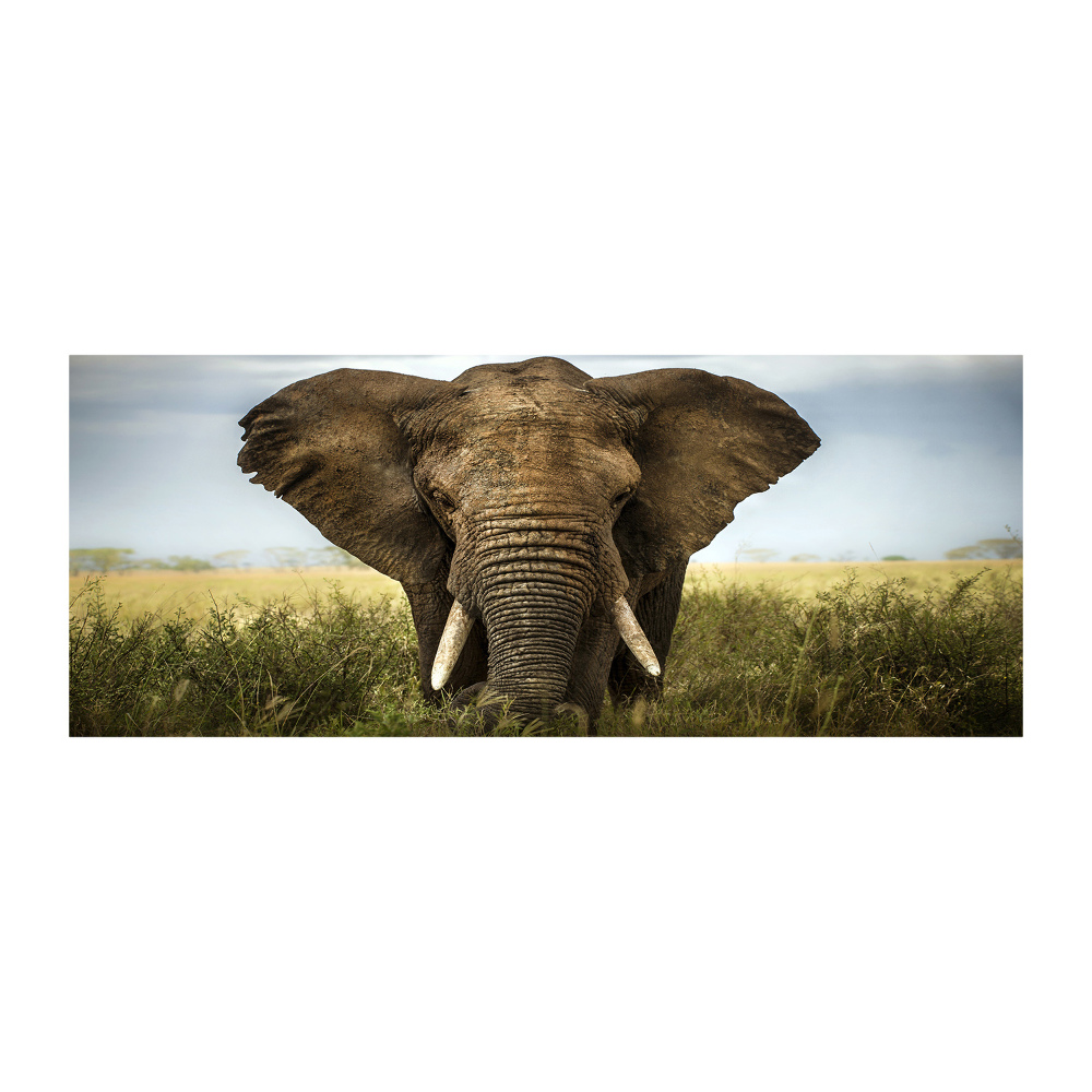 Acrylic wall art Elephant in the savanna