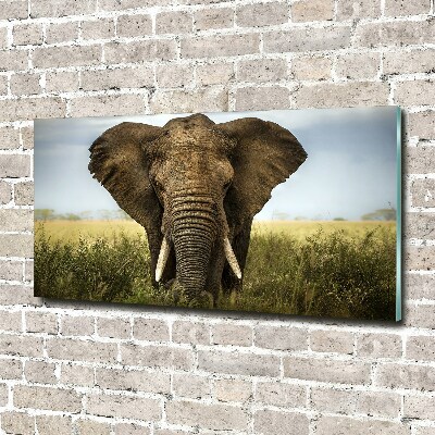 Acrylic wall art Elephant in the savanna