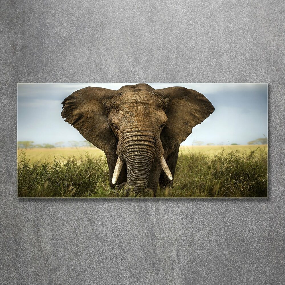 Acrylic wall art Elephant in the savanna