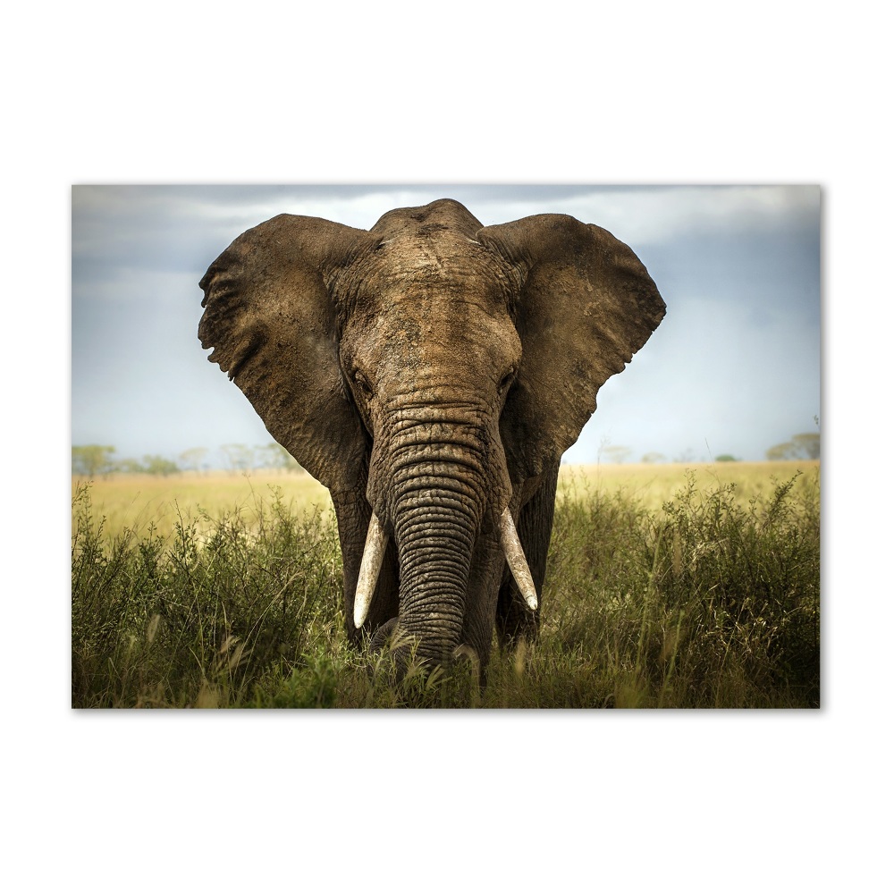 Acrylic wall art Elephant in the savanna