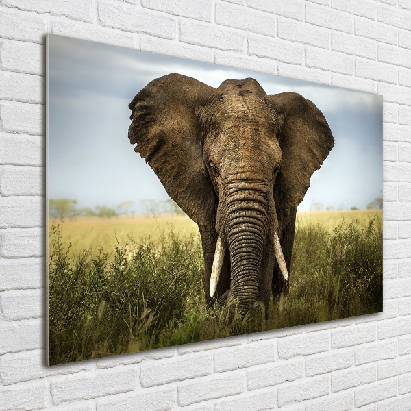 Acrylic wall art Elephant in the savanna