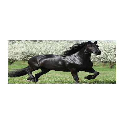 Acrylic wall art Black horse flowers