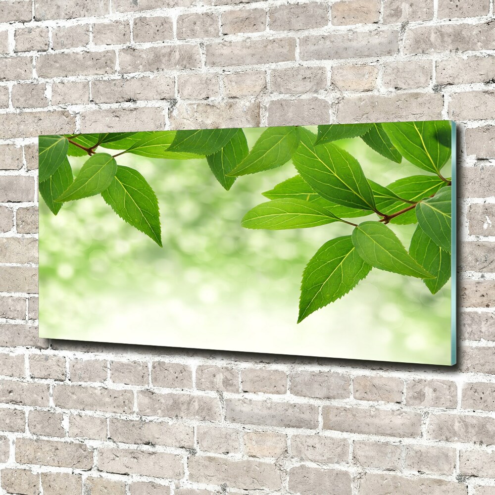 Print on acrylic Green leaves