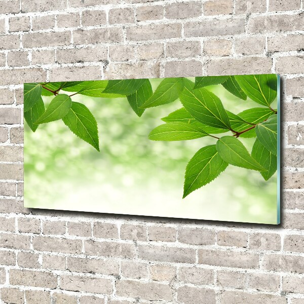 Print on acrylic Green leaves