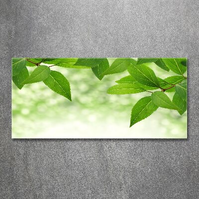 Print on acrylic Green leaves