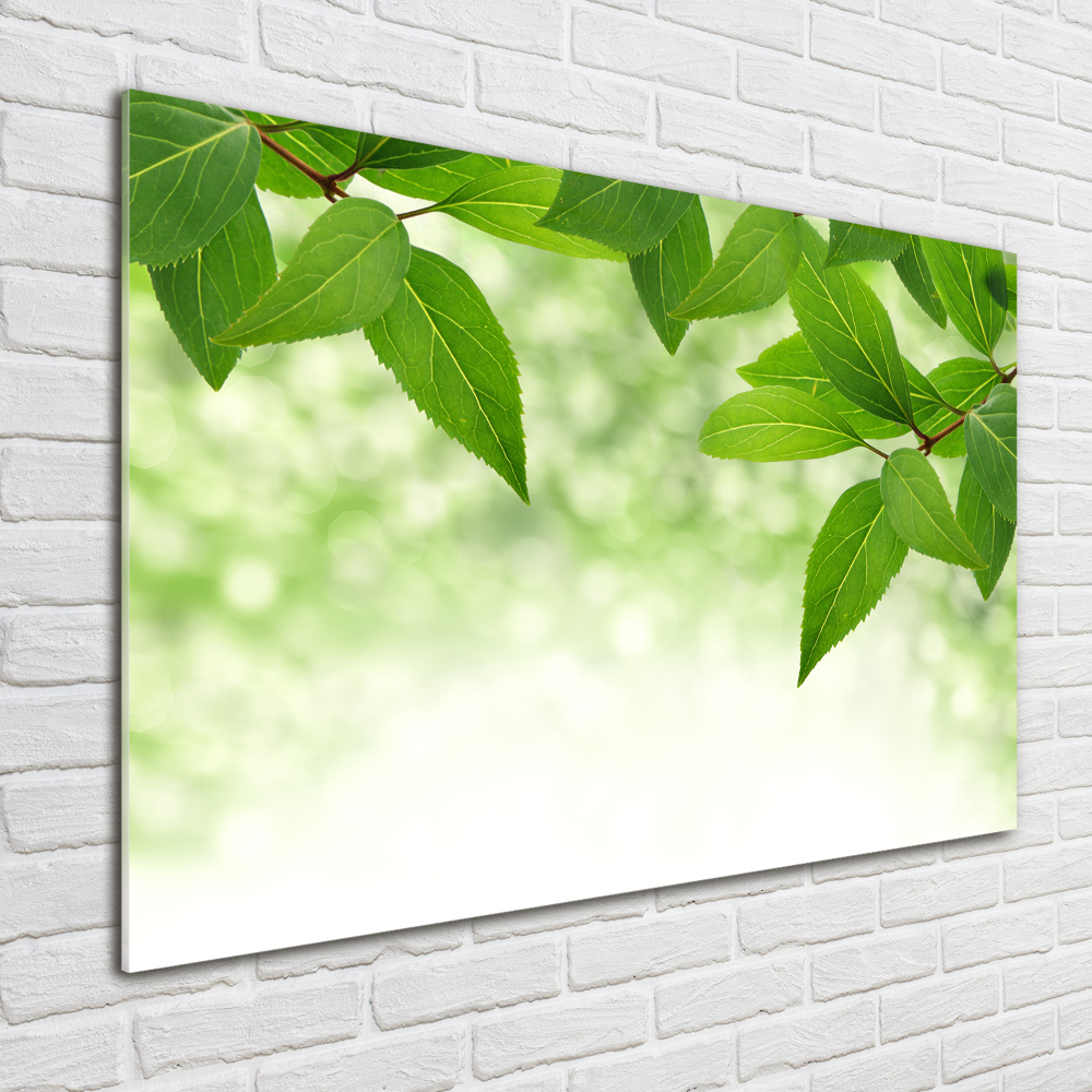 Print on acrylic Green leaves