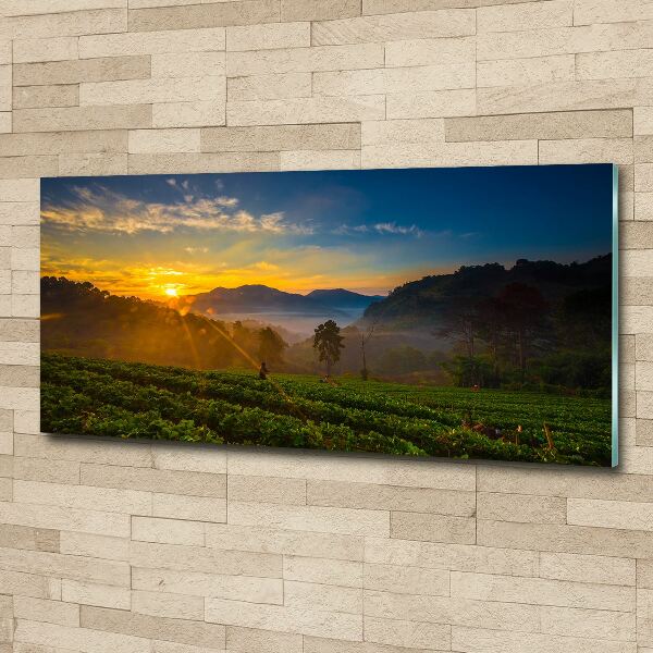 Wall art acrylic Tea plantation